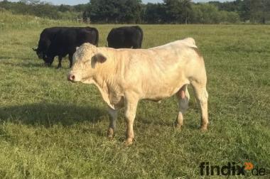10 Angus-Rinder & reinrassige Charolais-Bullen