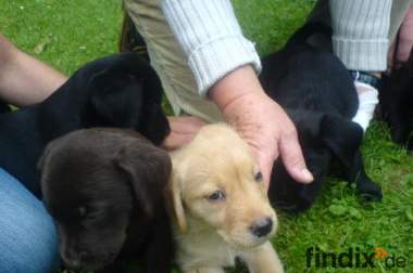 10 hübsche Labrador-Welpen zu verkaufen