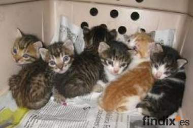 11 nuevos gatitos en Málaga,urgente su adopciones!!