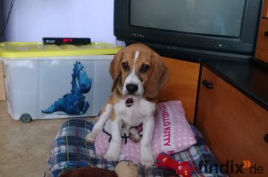 15 Wochen alter Beagle zu Vk