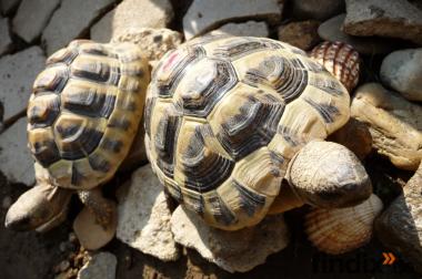 2 griechische Landschildkröten / Testudo hermanni 