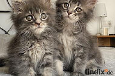 2 mooie vrouwelijke maine coon kittens