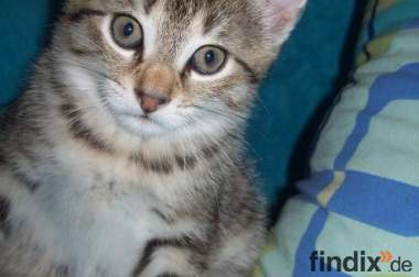 2 süße Katzen zu verschenken 315114