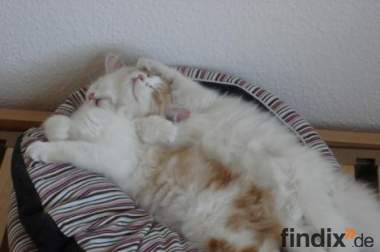2 türkisch-angora/ türkisch-van kitten suchen ein 
