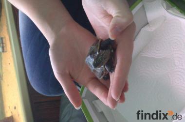 2 Wasserschildkröten suchen neues Zuhause