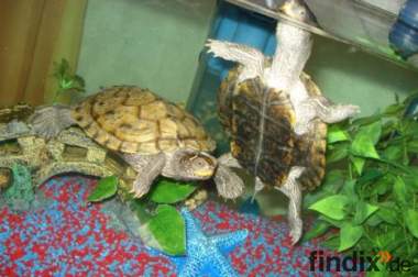 2 Wasserschildkröten zu verkaufen