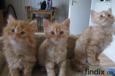 3 Perser/Sibirische Kätzchen zu verkaufen