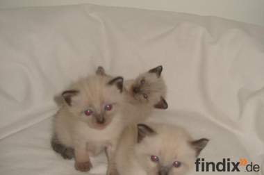 3 süße Reinrassige,Thai Siam Katzen Baby