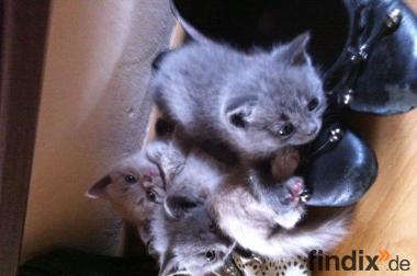 6 tolle BKH Kitten suchen ein Zuhause!!!