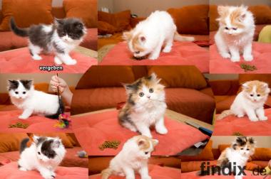 7 süße langhaar Perser Kitten mit Nase