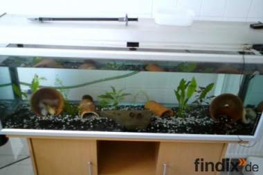 Aquarium mit 5 Axolotl
