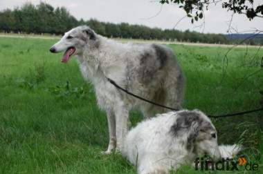 Barsoiwelpen ( russischer Windhund der schönste Hund