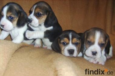 Beagle-u. MINI-Beagle-Babies m. Pap., geimpft, 