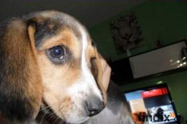 Beagle Welpe, 13Wochen
