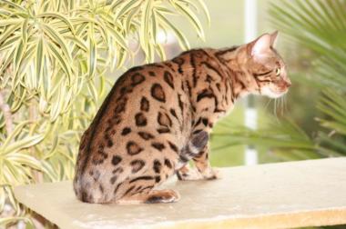 Bengal Katze - 902061