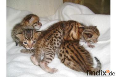 Bengal- Kitten kleine Leoparden