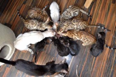 Bengal - Kitten sofort zur Abgabe