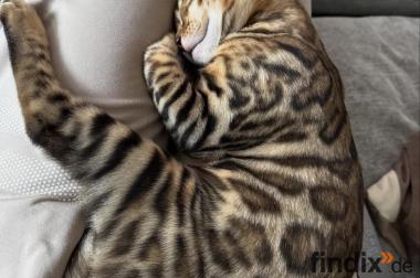 Bengal Kitten whatsapp 01639402448.