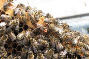 Bienen zu verkaufen in Mögglingen 