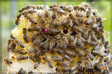 Bienenköniginnen - Carnica - sanftmütig und 