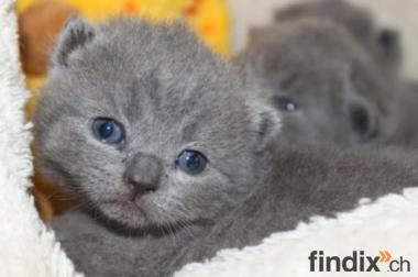 BKH Kitten in Farbe blau...