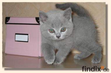 BKH Kitten in blau und black-silver-classic tabby !!!