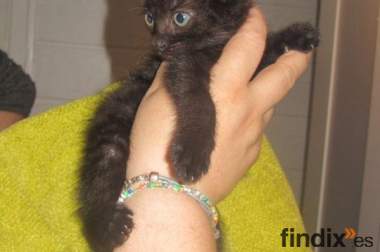 Black gatito común de un mes, en adopción