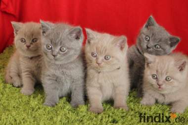 Britisch Kurzhaar BKH Kitten aus exelenter Zucht zu 