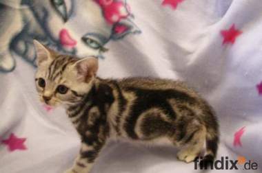 Britisch Kurzhaar Silber Tabby Kitten suchen neuen 