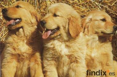 cachorros de golden retriever cachorros nacionales de