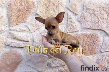 Chihuahua de 4 meses cabe en las manos