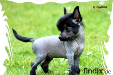 Chinese Crested  Welpen mit VDH Ahnnentafel
