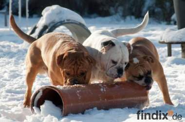 Continental Bulldog eine neue Rasse aus der Schweiz
