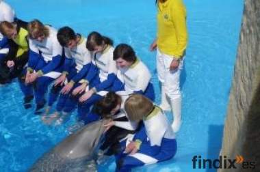 curso con delfines/ formación al delfinoterapeuta