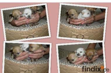 Die Kleinen Chihuahua Puppys