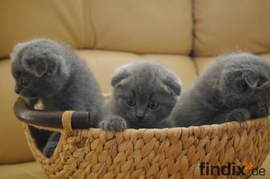 drei süße Britische/BKH Babykatzen