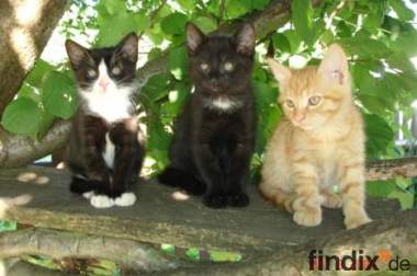 Drei süße Katzenkinder suchen liebevolles Zuhause