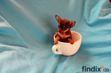 Echter Mini Teacup Chihuahua
