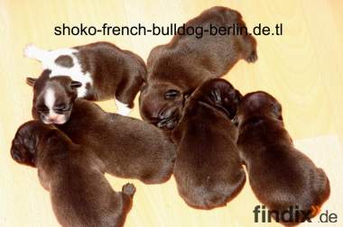 Französische Bulldoggen  Schoko Welpen