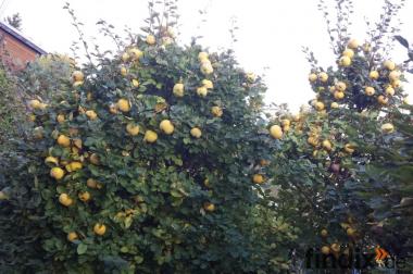 Frische Bio Garten Apfel- Quitten direkt vom  Baum