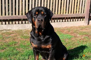 Gebe Rottweiler-Zuchthündin ab !!!