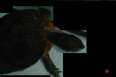 Gelbwangenschmuckschildkröten abzugeben