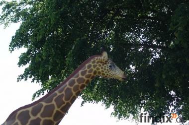 Giraffe als Deko für deinen Garten ...