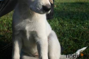 GoldenRetriever LabradorMix - kinderfreundlicher 