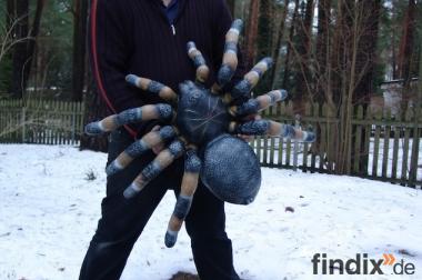 Hasste Lust auf eine Deko Spinne?