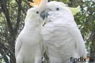 Kakadu Papageien für große Familien
