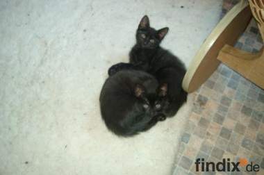 Katzenbabys in schwarz und grau
