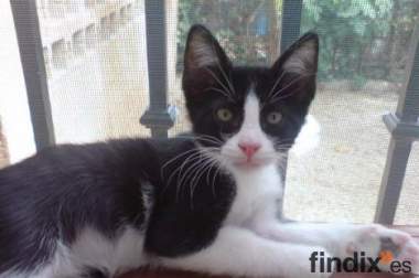 Kitto gatito vaquita de 3 meses, se ha quedado solo