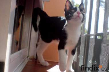 Kitto gatito vaquita de 3 meses, se ha quedado solo