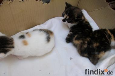 Kleine Kätzchen suchen ein neues Zuhause